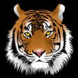 Kalyan Tiger APK